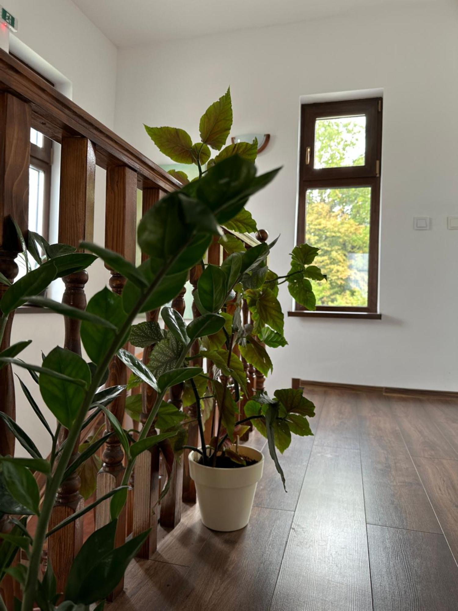 Pensiunea Emelys, Iasi Barnova エクステリア 写真